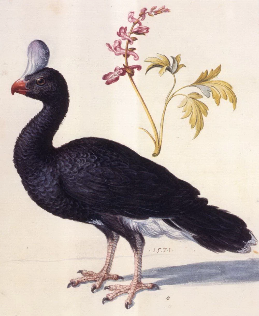 Studio di animale - Österreichische Nationalbibliothek, Vienna